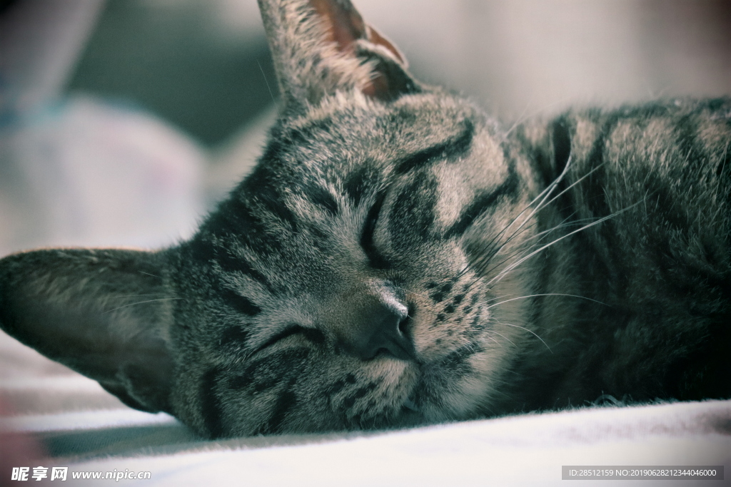 宠物猫躺着的猫咪狸花猫