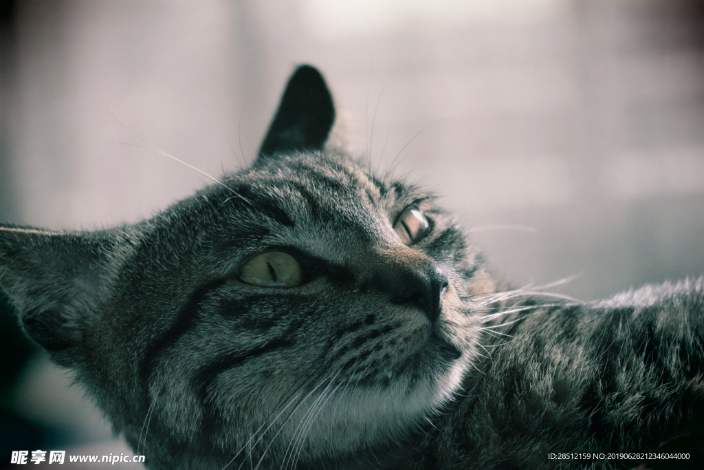 可爱萌萌哒狸花猫小野猫