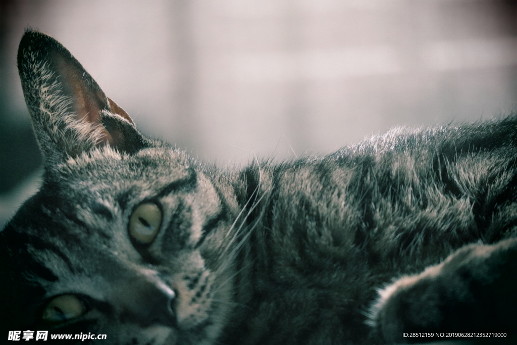 中华田园猫宠物猫慵懒的猫躺姿势