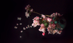 鲜花