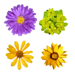 花