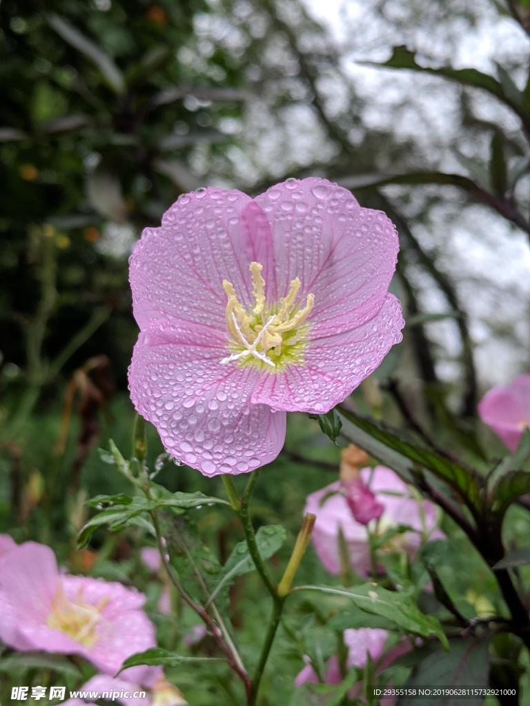 花朵