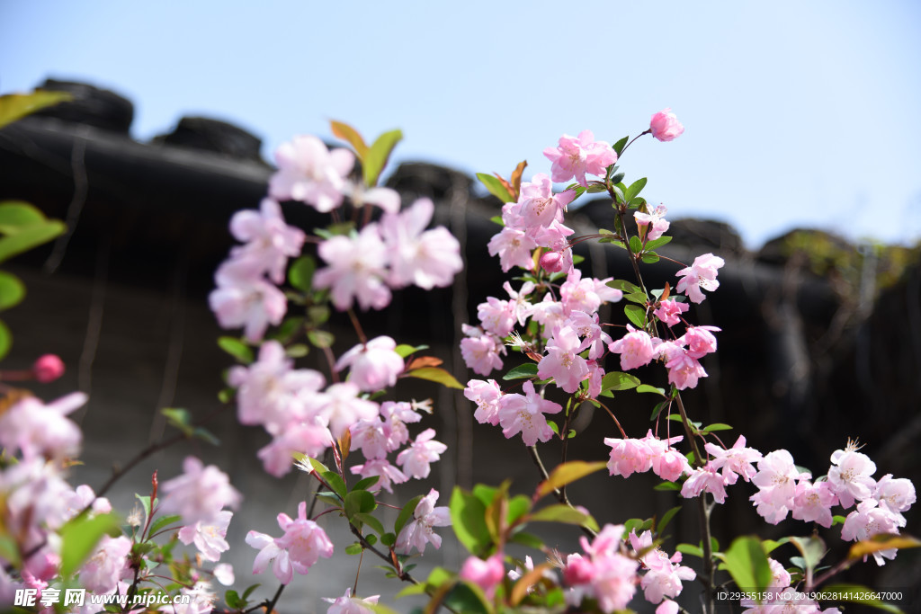 花朵