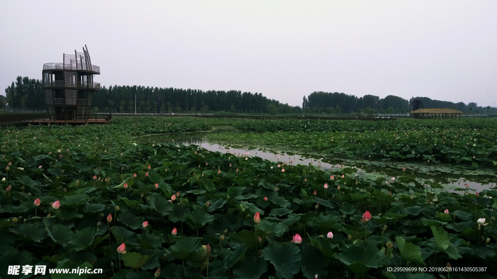 瞭望荷花池