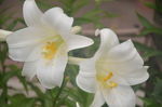 百合