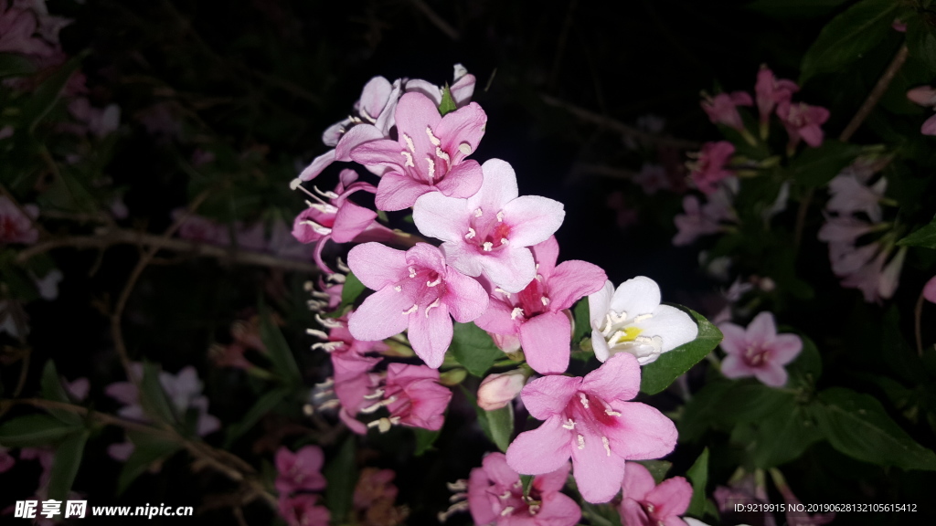 夜间的小红花