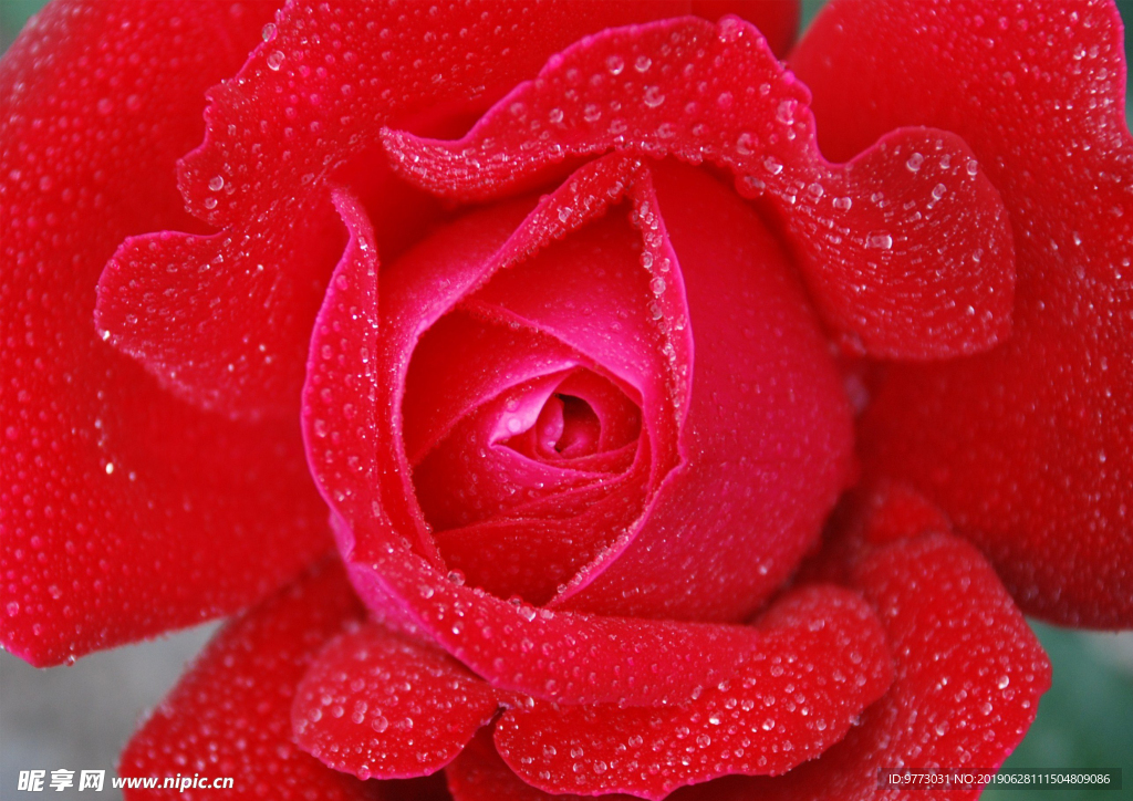 玫瑰花
