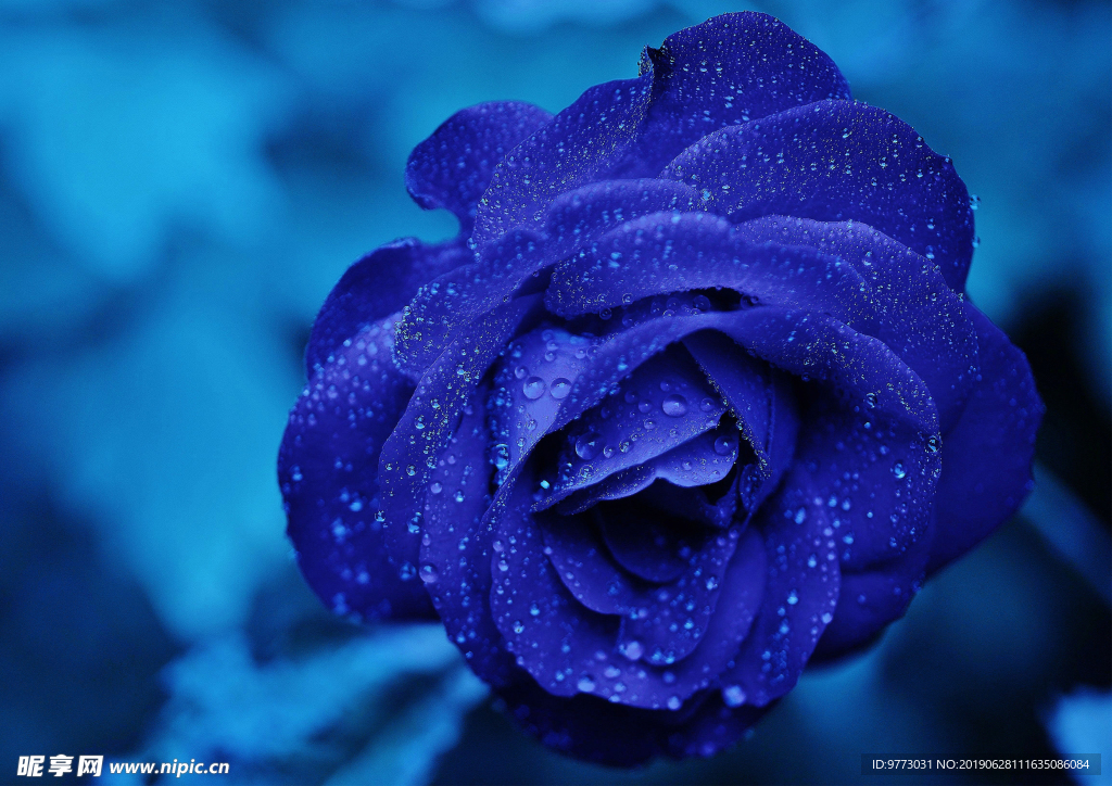 玫瑰花