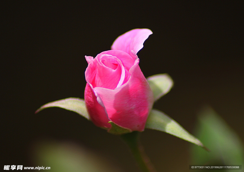 玫瑰花