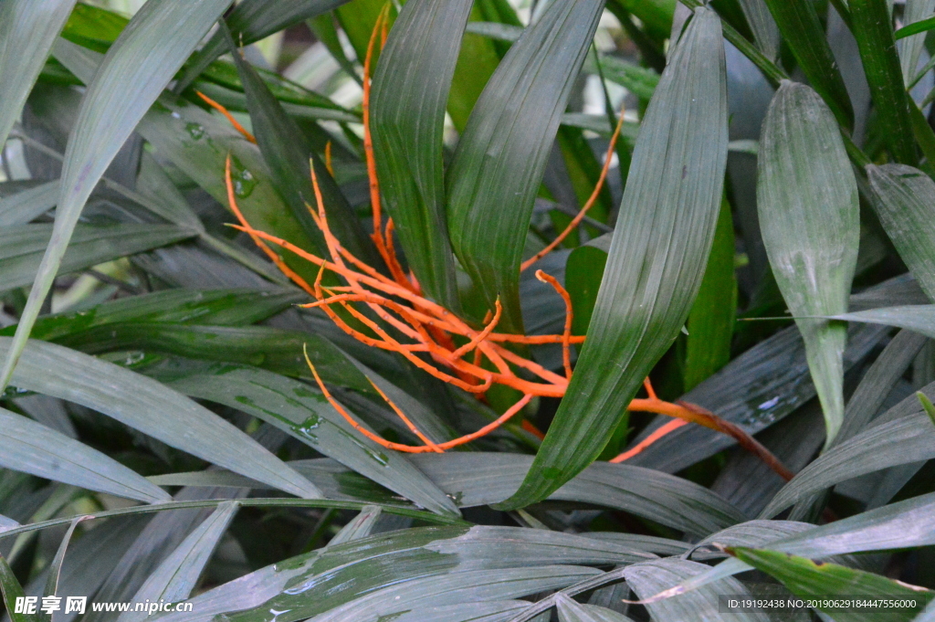 观叶植物