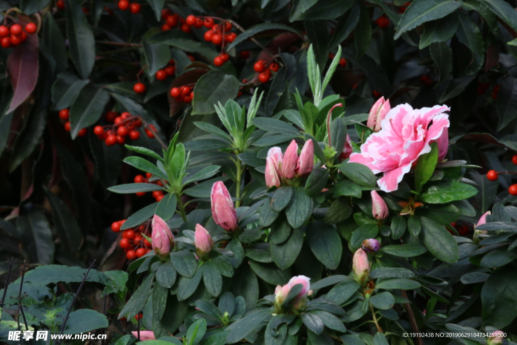 杜鹃花