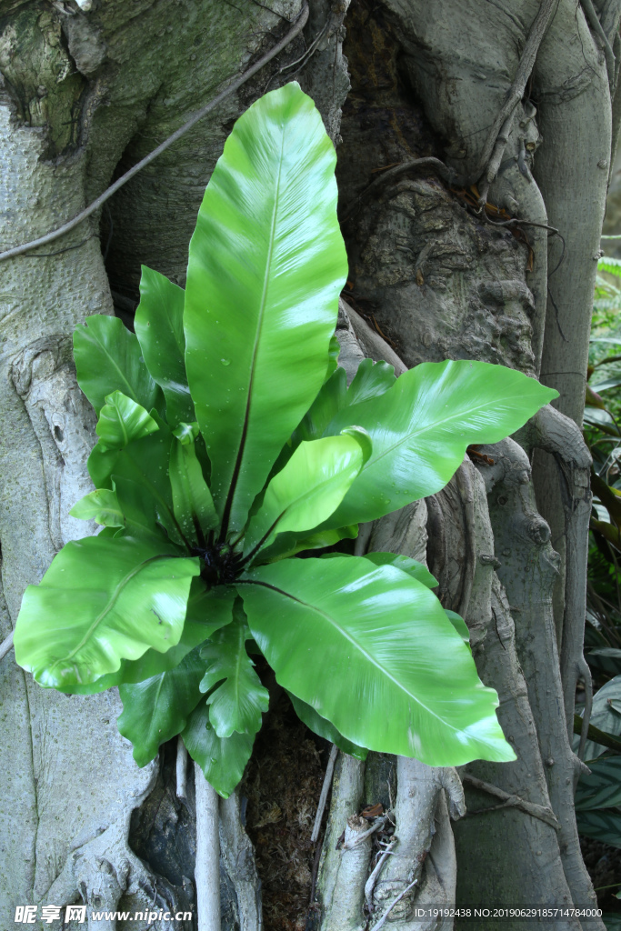 观叶植物