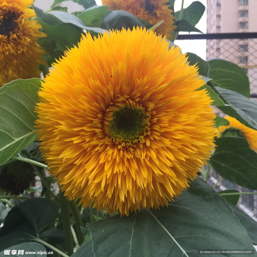 花色花朵