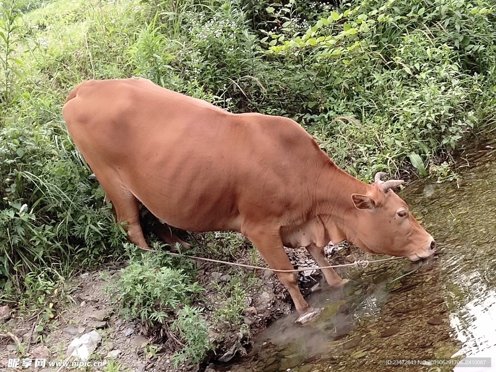 黄牛喝水