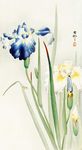 鸢尾花