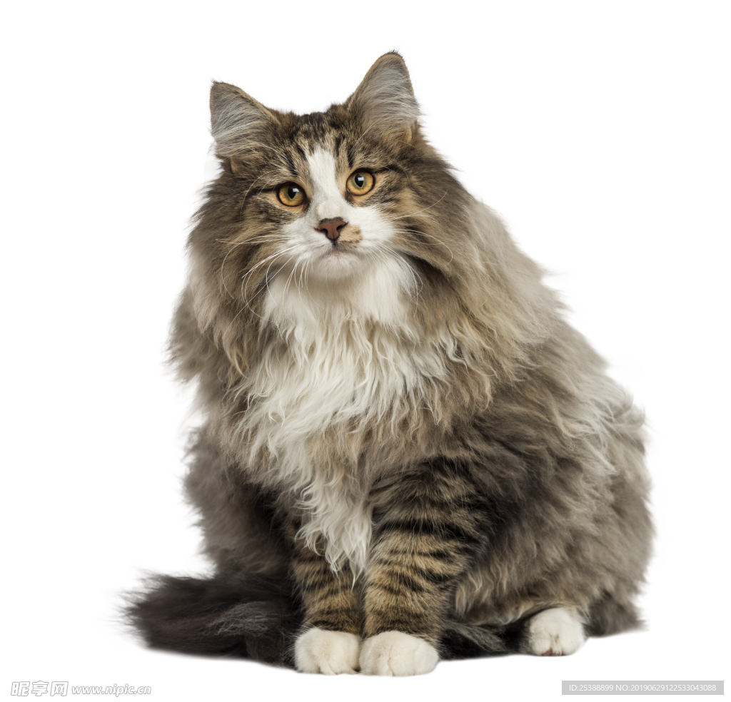 猫咪图片