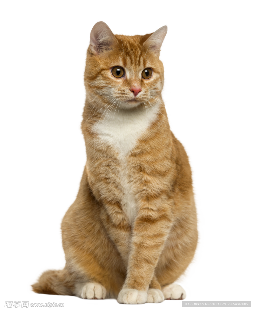猫咪图片