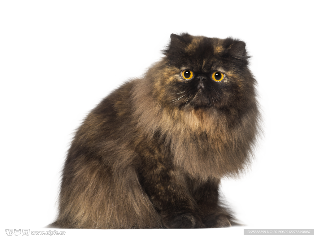 猫咪图片