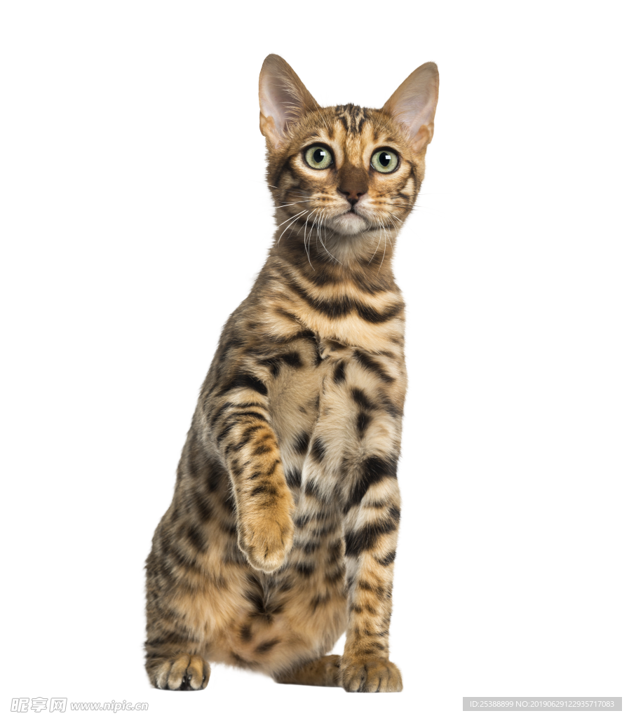 猫咪图片