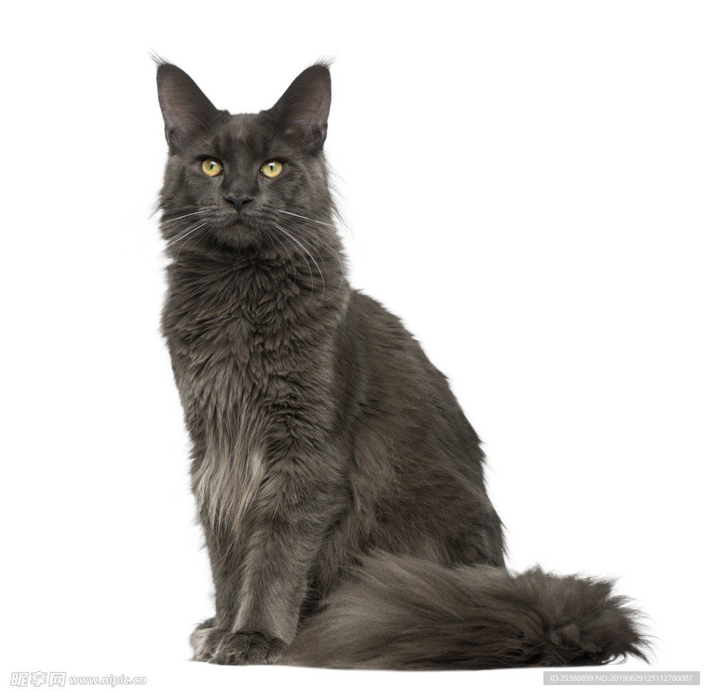 猫咪图片