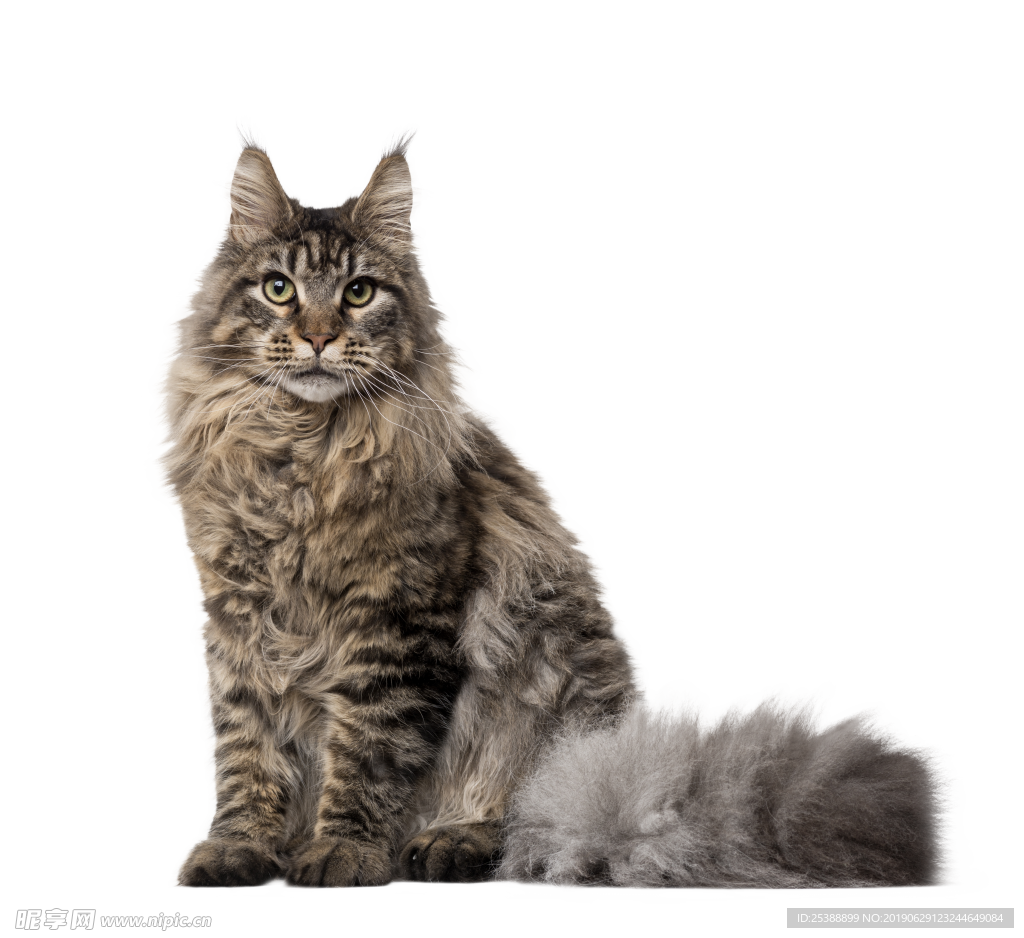猫咪图片