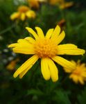 黄金菊 罗马春黄菊 情人菊 花