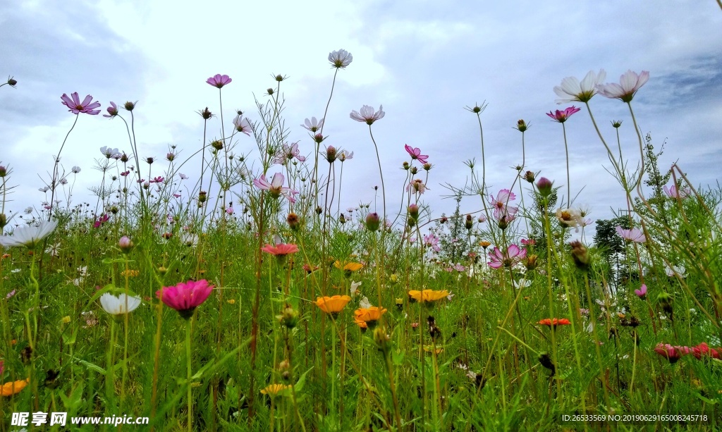 植物 春天 夏天 波斯菊 雏菊