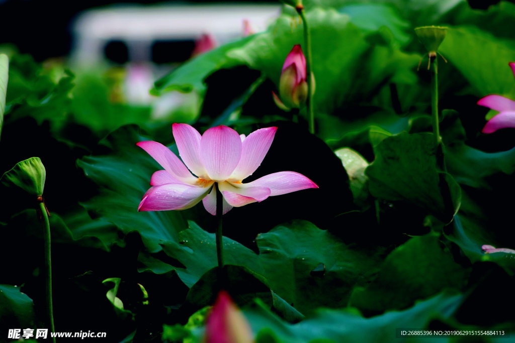 荷花