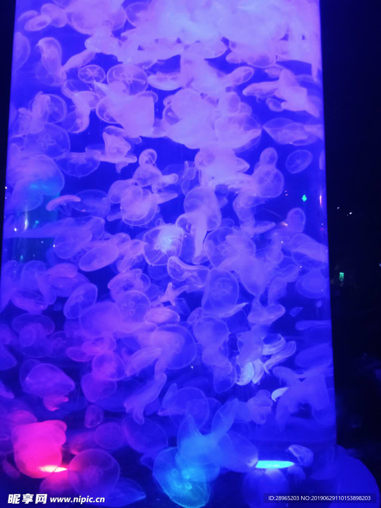 水母