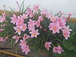 韭莲