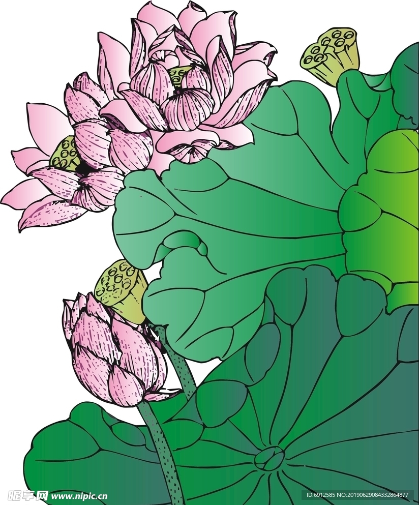 荷花