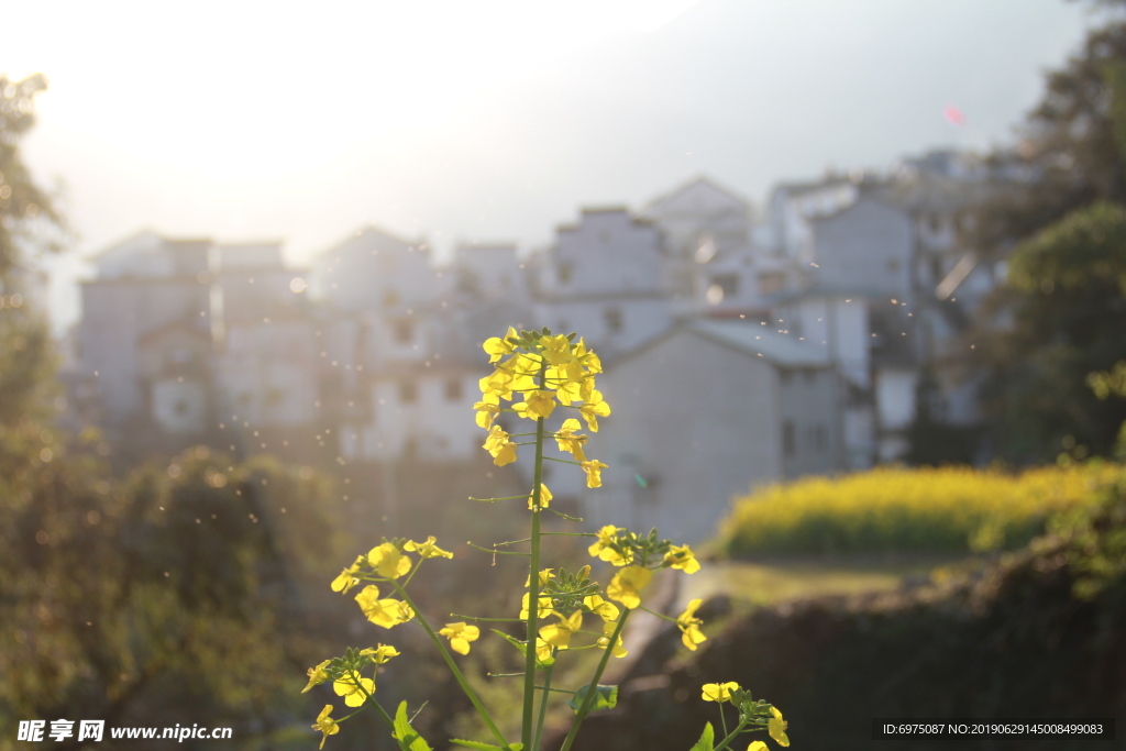 油菜花