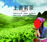 茶叶背景