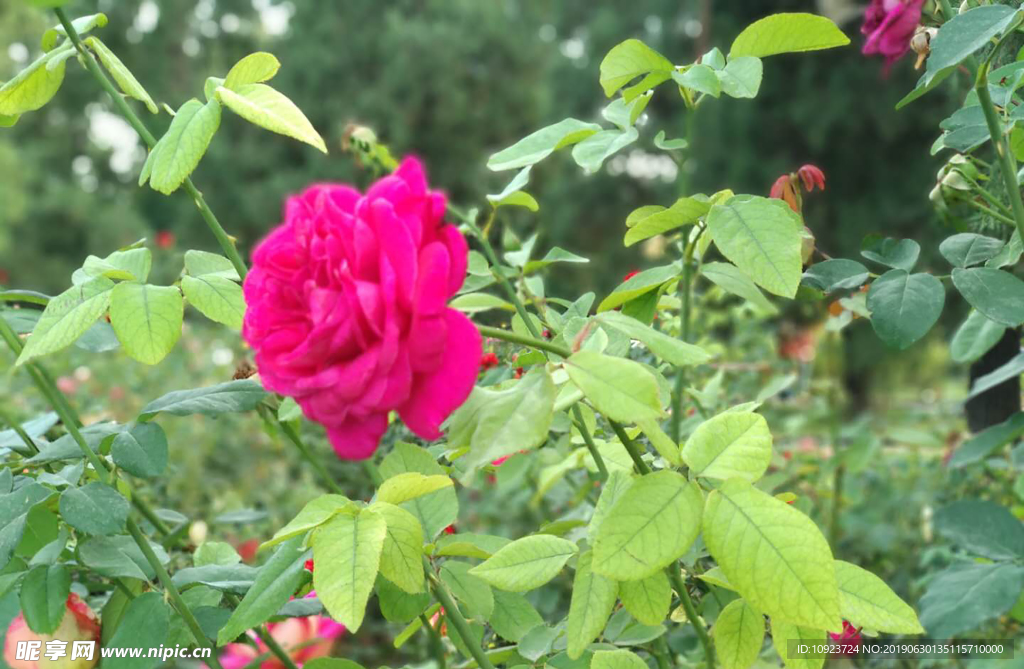 花