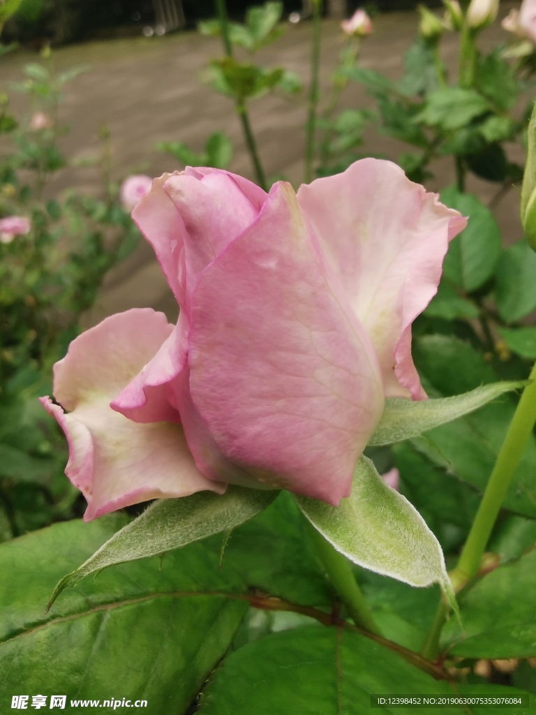 粉色月季