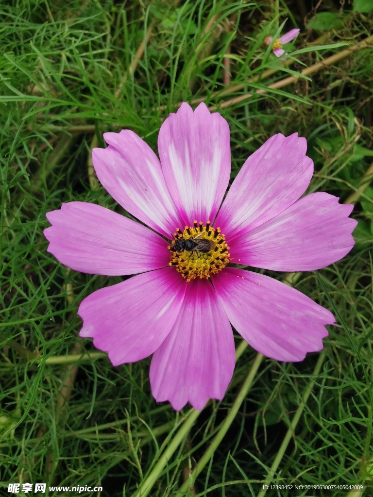 格桑花