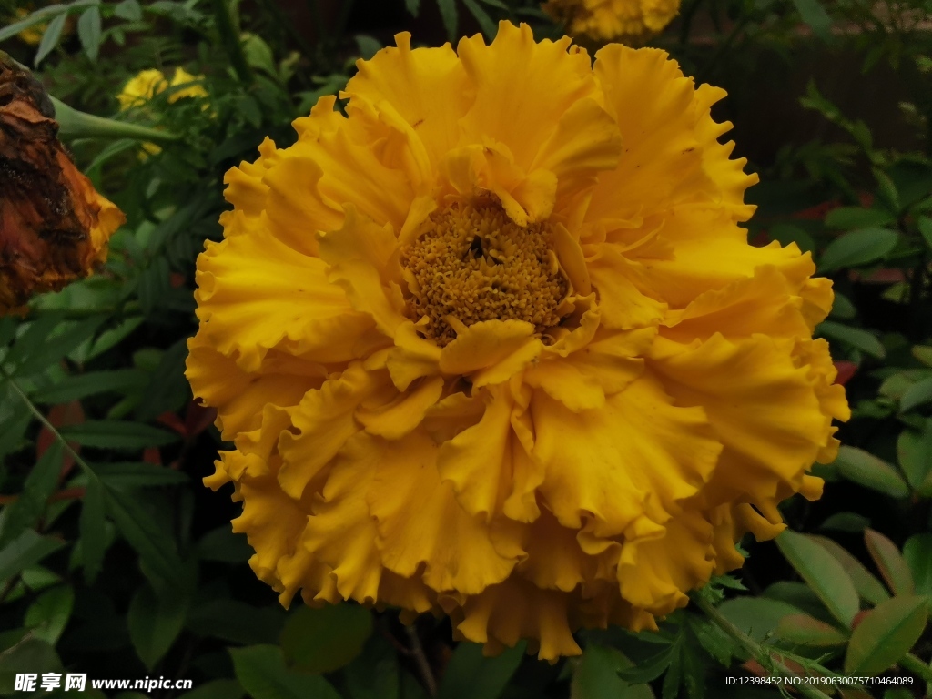 黄色鲜花