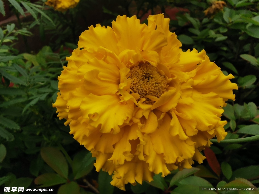 黄色菊花