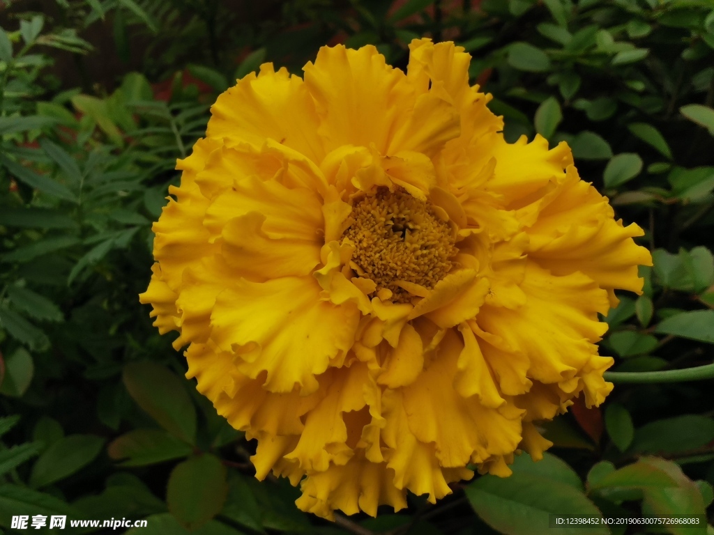 黄色鲜花