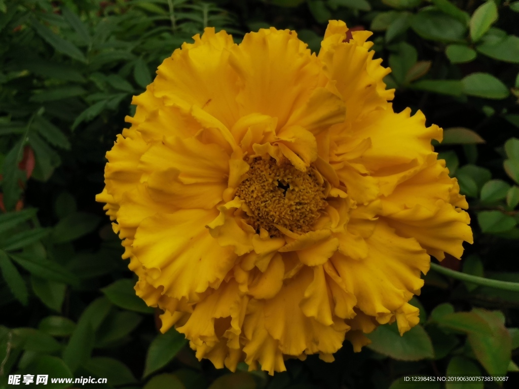 黄色鲜花