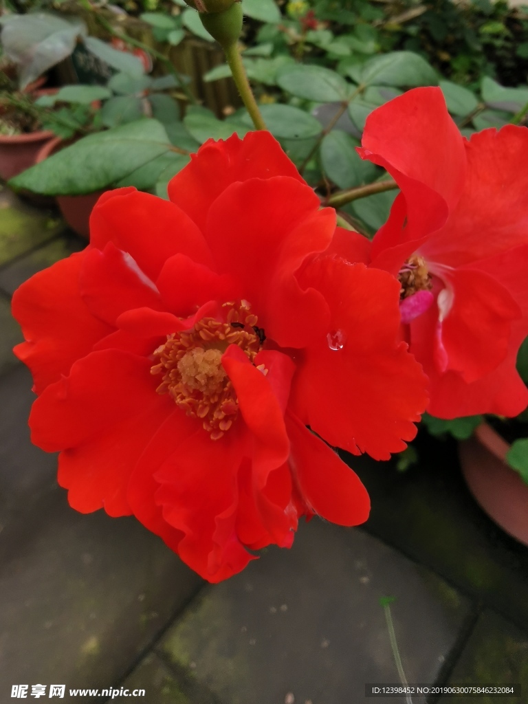 红色鲜花