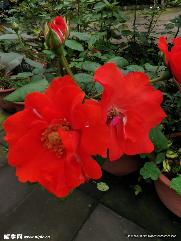 红色鲜花