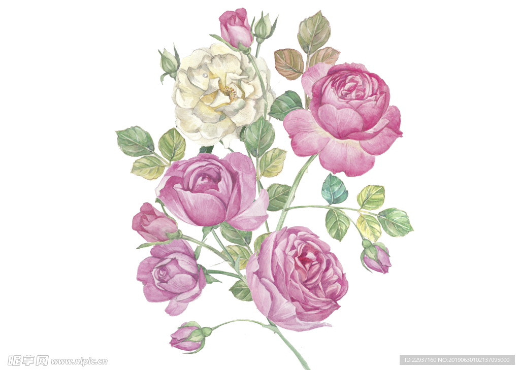 玫瑰花