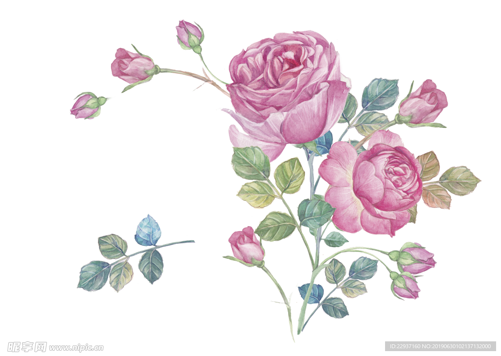 玫瑰花