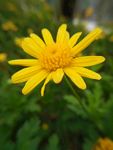 黄金菊 花 叶 菊花 美丽 花
