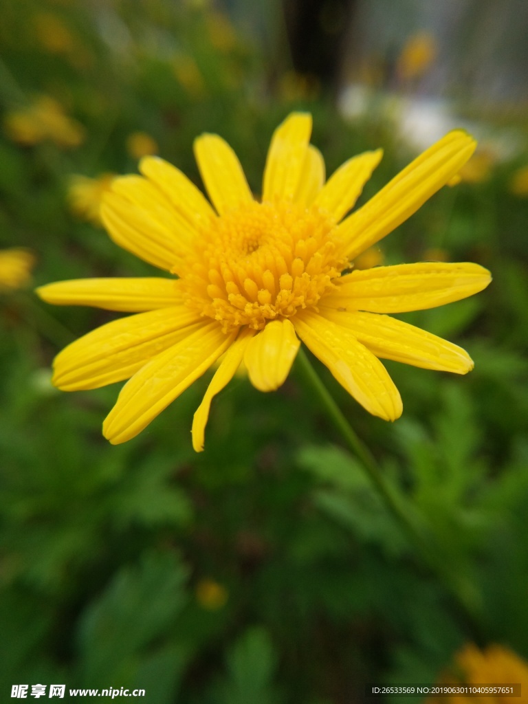 黄金菊 花 叶 菊花 美丽 花