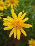 黄金菊 花 叶 菊花 美丽 花