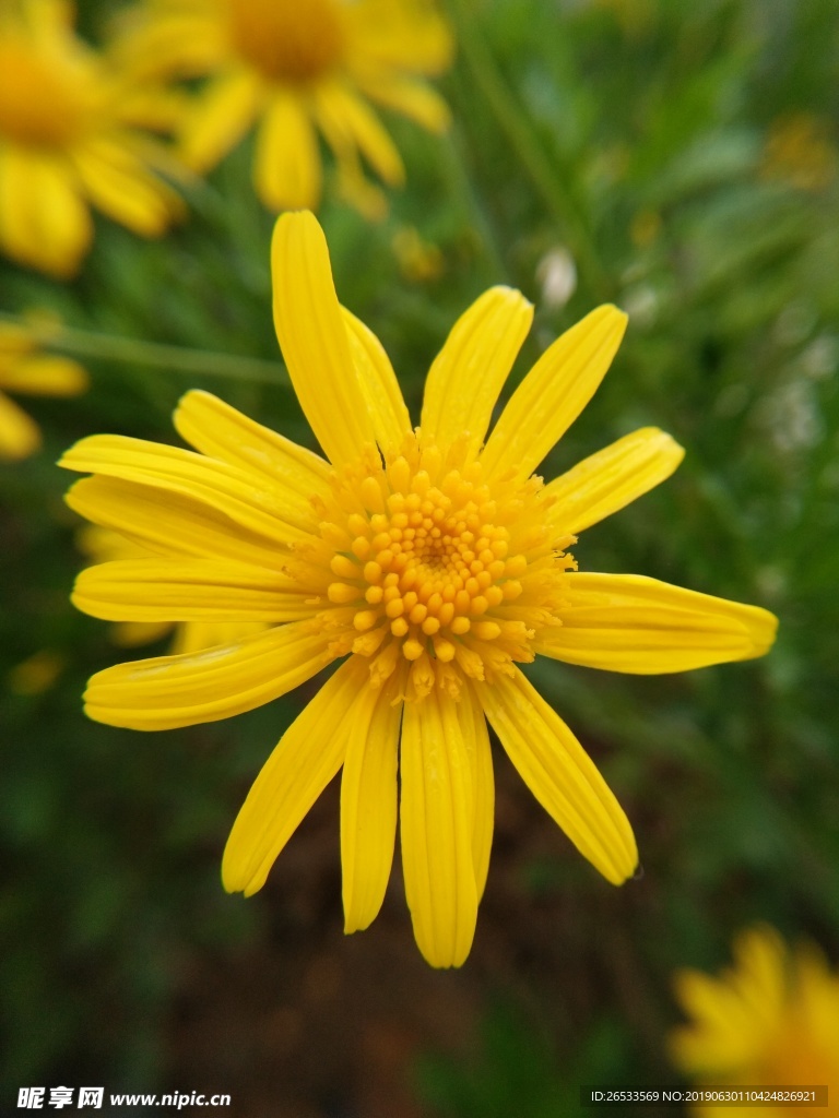 黄金菊 花 叶 菊花 美丽 花