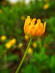 黄金菊 花苞 叶 菊花 美丽