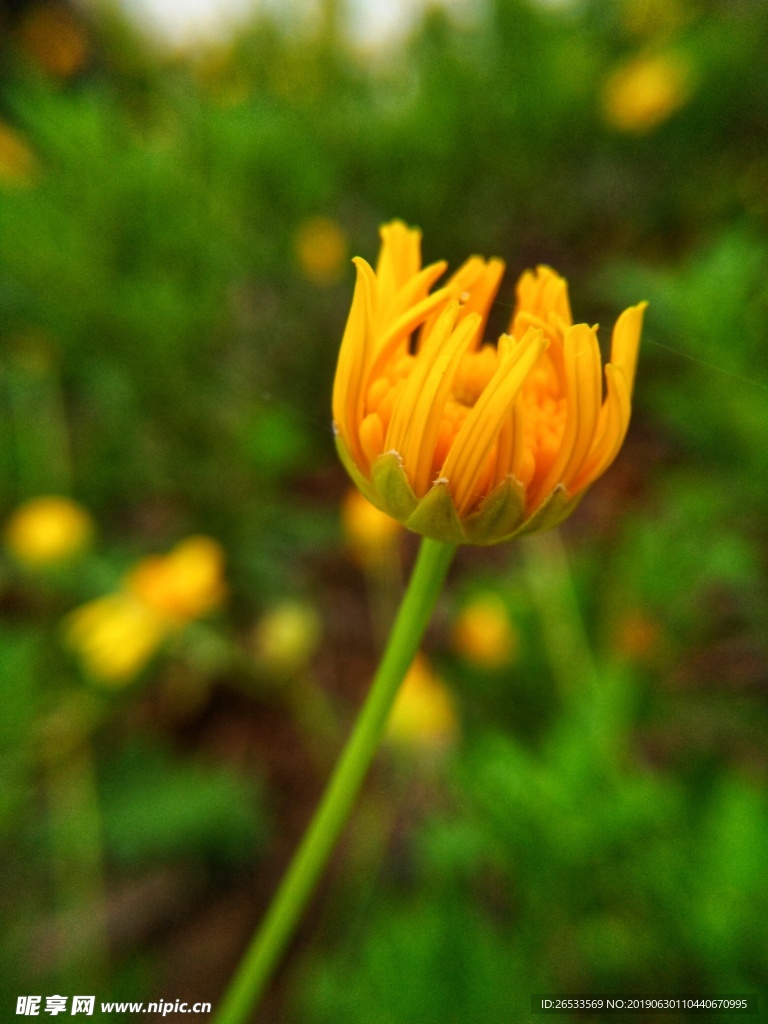 黄金菊 花苞 叶 菊花 美丽